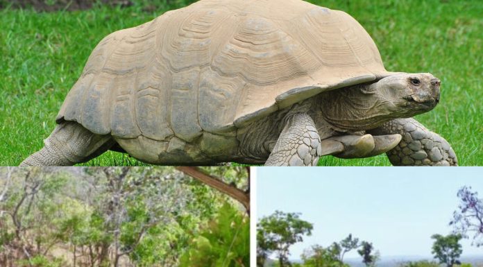 Povestea celor 500 de broaște țestoase care au salvat vegetația din Sahara: „Ingineri ai ecosistemului”