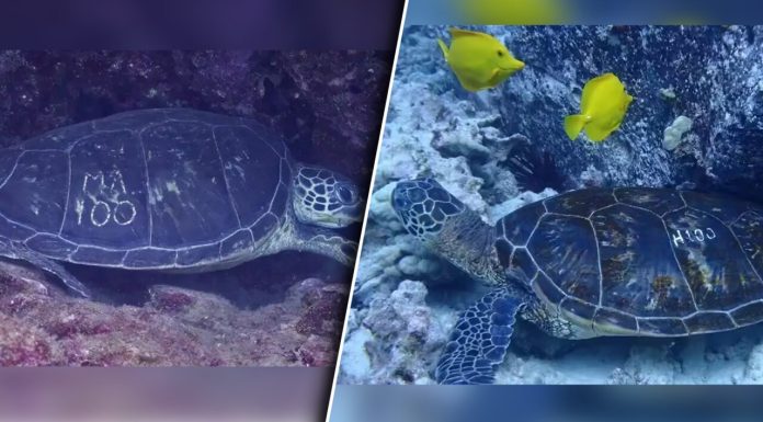 Motivul pentru care carapacea țestoaselor marine din Hawaii sunt gravate cu litere și cifre de către oamenii de știință