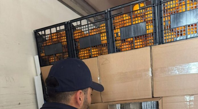Captură uriașă la Giurgiu: Țigări de peste 2 milioane de euro, ascunse într-un transport de portocale