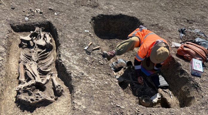 Scheletul unui războinic îngropat alături de calul său, piese din aur, argint şi bronz, descoperite pe traseul Centurii Vest Timişoara – FOTO