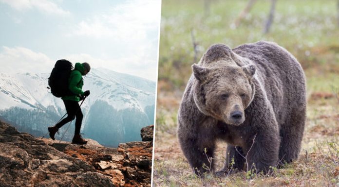 Un turist străin a fost atacat de un urs, pe Transfăgărășan, după ce l-a hrănit. Incidentul a fost filmat