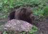 O femeie a fost ucisă de urs după ce a plecat să aducă animalele de la pășunat. Localnicii sunt îngroziți