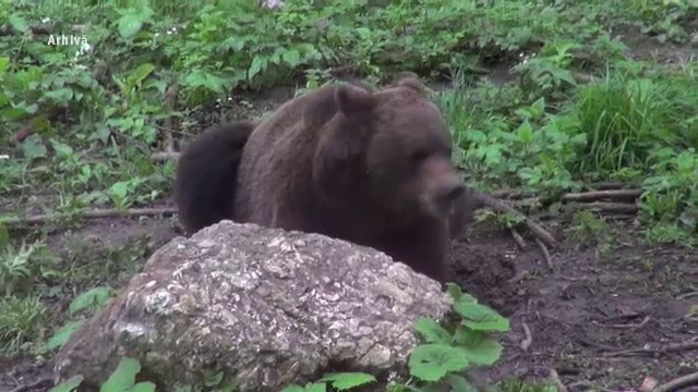O femeie a fost ucisă de urs după ce a plecat să aducă animalele de la pășunat. Localnicii sunt îngroziți