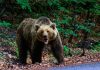 Un bărbat a fost atacat de urs în apropiere de Bichigiu, aceeași localitate în care o femeie a fost omorâtă de animal, în urmă cu 2 săptămâni