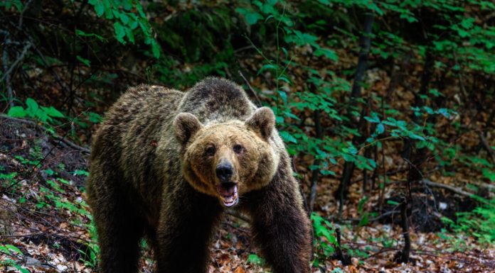 Un bărbat a fost atacat de urs în apropiere de Bichigiu, aceeași localitate în care o femeie a fost omorâtă de animal, în urmă cu 2 săptămâni