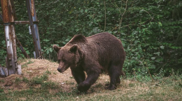 Harghita: Trei mesaje RO-Alert care anunţă prezenţa urşilor în localitatea Praid, în ultimele două zile