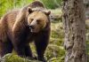 Neamţ: Mesaj RO-Alert pentru turiştii aflaţi în zona cascadei Duruitoarea, după ce un urs şi-a făcut apariţia pe o potecă turistică