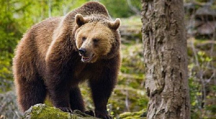 Neamţ: Mesaj RO-Alert pentru turiştii aflaţi în zona cascadei Duruitoarea, după ce un urs şi-a făcut apariţia pe o potecă turistică