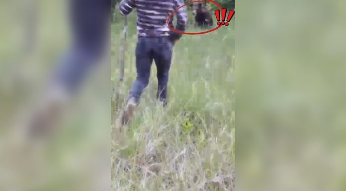Un bărbat a fugărit un urs cu lopata în Vâlcea. Semnalul de alarmă tras de jandarmi după incident. VIDEO