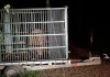 Autoritățile din Brașov au capturat un urs care intra frecvent în zonele locuite. Animalul, relocat anterior, a fost eutanasiat