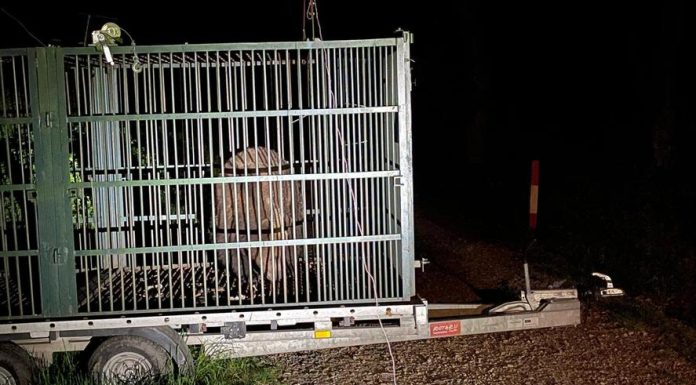 Autoritățile din Brașov au capturat un urs care intra frecvent în zonele locuite. Animalul, relocat anterior, a fost eutanasiat