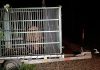 Autorităţile din municipiul Braşov au capturat un urs care obişnuia să intre în zonele locuite, în cartierul Noua/ Animalul, care mai fusese capturat şi relocat, a fost eutanasiat