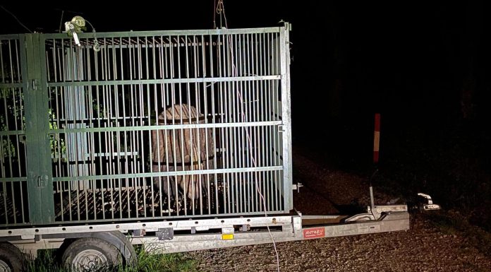 Autorităţile din municipiul Braşov au capturat un urs care obişnuia să intre în zonele locuite, în cartierul Noua/ Animalul, care mai fusese capturat şi relocat, a fost eutanasiat