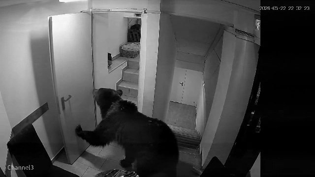 Incident grav în Poiana Brașov. Un urs a intrat într-un hotel, după ce a forțat ușa de la intrare