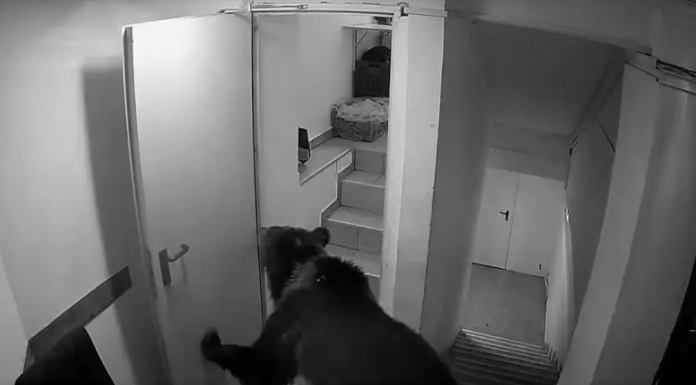 Un urs, turist fidel, s-a cazat la un hotel din Poiană. Răspunsul la apelul 112: „Un urs în hotel nu este o urgență”