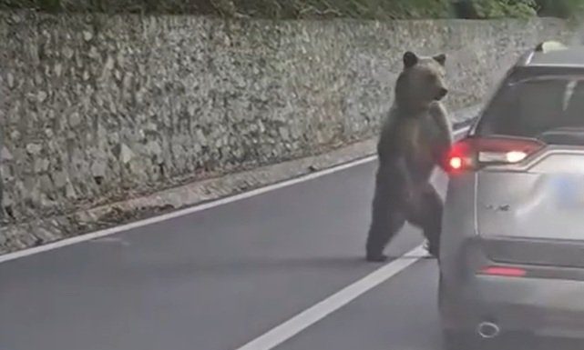 Turist bulgar, atacat de urs pe Transfăgărășan. Momentul a fost filmat de un martor