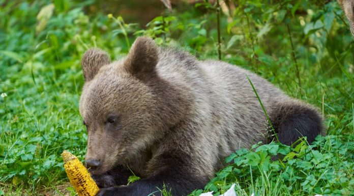 Câți urși pot fi împușcați sau vânați în Gorj. Ce arată planul la nivel național