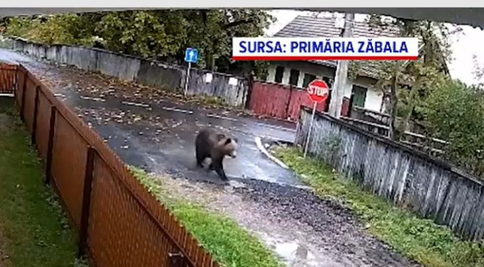 O ursoaică cu pui și-a făcut apariția în curtea unei școli din Covasna: „M-am uitat așa și ursul spre mine”. Ce a urmat