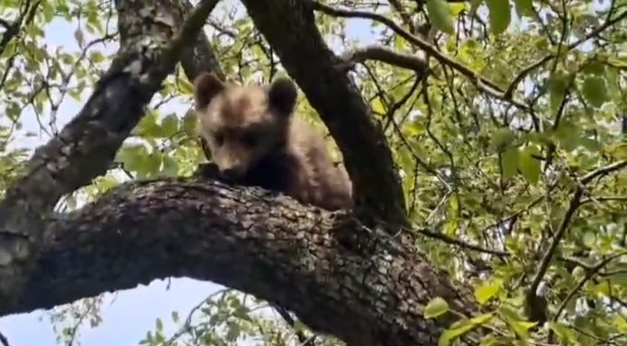 Mureş: Intervenţie pentru recuperarea unui pui de urs care a rămas blocat într-un copac, în apropierea municipiului Sighişoara – VIDEO