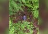 Prima reacție a copilului de 5 ani când și-a văzut părinții, după ce a fost găsit de un elicopter în pădure