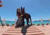La Cannes au fost premiați și cei mai buni câini actori. Un metis pe nume Yuri a câștigat trofeul „Palm Dog”