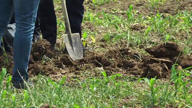 Un bărbat a sunat la 112 după ce a făcut o descoperire macabră pe un câmp din Maramureș, în timp ce își plimba câinele