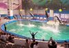 Delfinariul din Constanța rămâne fără delfinii din Ucraina. Singurul spectacol al sezonului, pe 1 iunie