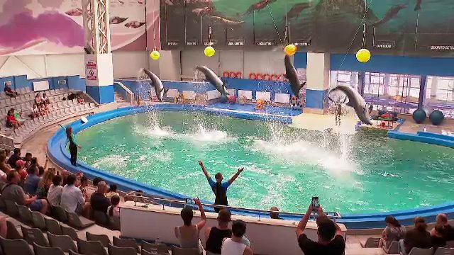 Delfinariul din Constanța rămâne fără delfinii din Ucraina. Singurul spectacol al sezonului, pe 1 iunie