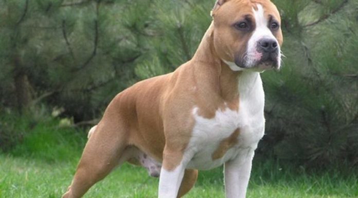 Un oraş din Italia îi obligă pe proprietarii de câini să cureţe urina animalelor, altfel riscând amenzi de 500 de euro