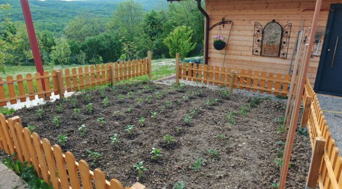 Detaliul care îți poate salva grădina: Care este cel mai bun moment al zilei pentru udarea grădinilor în sezonul cald