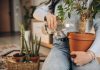 Mucegai, insecte și plante ofilite – toate din cauza unui obicei simplu. Când nu trebuie să uzi niciodată florile