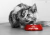 (P) Studiu Royal Canin: 38% dintre proprietari cred, în mod eronat, că nu pot influența îmbătrânirea animalului lor
