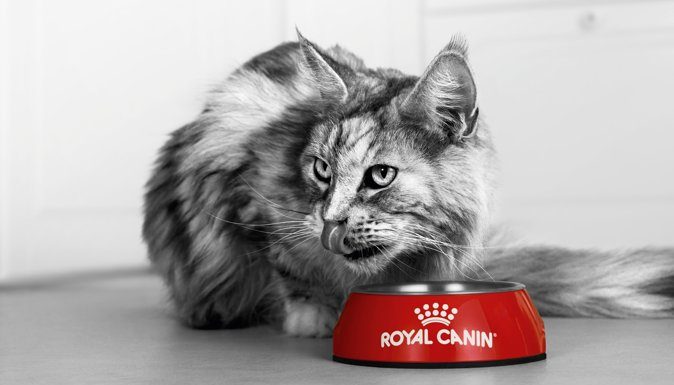 (P) Studiu Royal Canin: 38% dintre proprietari cred, în mod eronat, că nu pot influența îmbătrânirea animalului lor