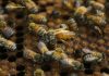 Evadarea albinelor. Două milioane de insecte au pus în pericol un oraș întreg, după ce au scăpat din stupi