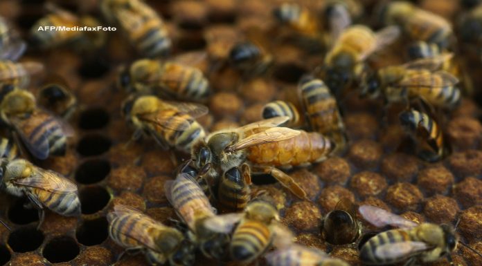 Evadarea albinelor. Două milioane de insecte au pus în pericol un oraș întreg, după ce au scăpat din stupi