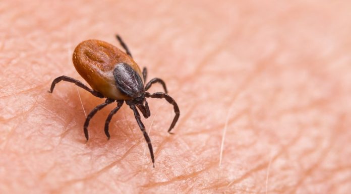 O simplă mușcătură de căpușă poate declanșa o alergie puțin cunoscută. Cum poate pune viața în pericol