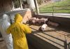 Alertă la granița României. 3.000 de porci, sacrificați în Ungaria din cauza pestei porcine africane. Reacția autorităților