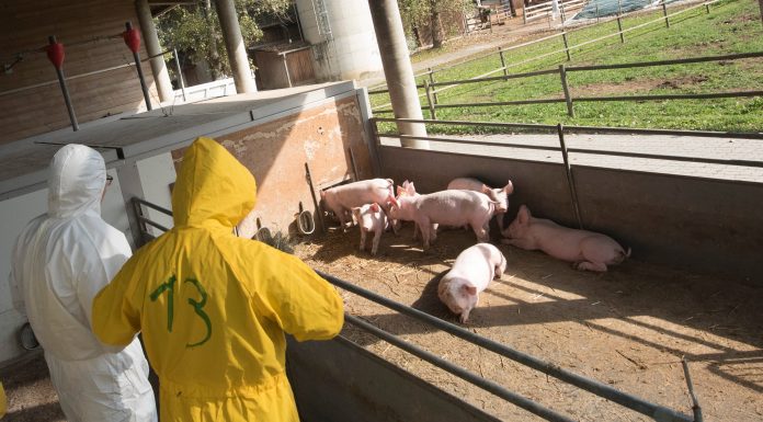 Alertă la granița României. 3.000 de porci, sacrificați în Ungaria din cauza pestei porcine africane. Reacția autorităților