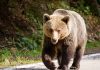 Un bărbat de 34 de ani a fost găsit mort după ce ar fi fost atacat de un urs, în județul Sibiu