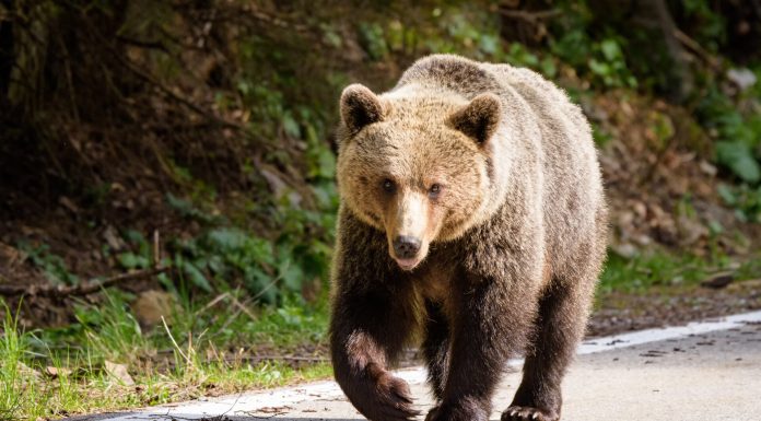Un bărbat de 34 de ani a fost găsit mort după ce ar fi fost atacat de un urs, în județul Sibiu