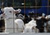 Comisia Europeană prelungește interdicția exporturilor de ovine și caprine din România până la finalul anului