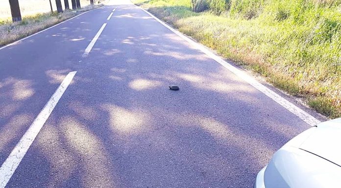 Atenţionare pentru şoferii care circulă în zona Rezervaţiei Biosferei Delta Dunări, unde ţestoasele se află în faza de depunere a pontelor şi traversează frecvent drumurile – Este recomandată oprirea în zone cu vegetaţie unde acestea se pot ascunde – FOTO