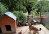 Protecţia Animalelor Consiliul Judeţean Ilfov: Nu exagerăm dacă spunem că-n Ilfov, la o aruncătură de băţ de o capitală europeană, 90% dintre câinii din curţi stau în lanţ / Lanţul reprezintă abuz / Senatul a adoptat legea care stabileşte acest lucru