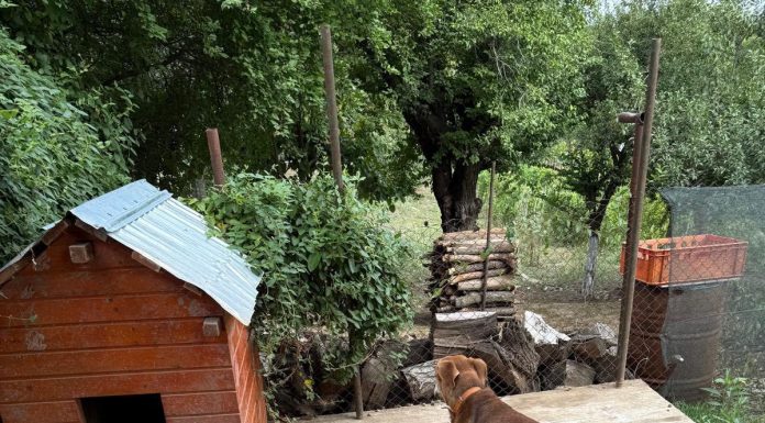 Protecţia Animalelor Consiliul Judeţean Ilfov: Nu exagerăm dacă spunem că-n Ilfov, la o aruncătură de băţ de o capitală europeană, 90% dintre câinii din curţi stau în lanţ / Lanţul reprezintă abuz / Senatul a adoptat legea care stabileşte acest lucru