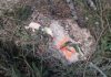 Garda Forestieră, nereguli depistate în pădurile din Poiana Stampei: Tăieri ilegale de arbori, furt de lemne şi utilizarea nelegală a ciocanului silvic circular / Amenzi şi sesizări penale