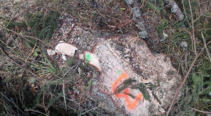 Garda Forestieră, nereguli depistate în pădurile din Poiana Stampei: Tăieri ilegale de arbori, furt de lemne şi utilizarea nelegală a ciocanului silvic circular / Amenzi şi sesizări penale