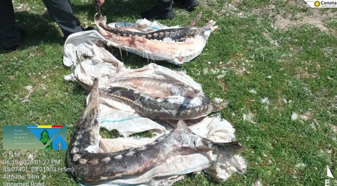 Garda de Mediu a aplicat amenzi de peste 1,7 milioane de lei în Delta Dunării – 5 măsuri de suspendare a activităţii şi două sesizări penale