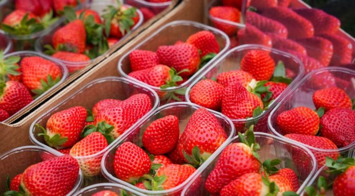 Cum să ții melci departe de căpșuni folosind un singur obiect natural