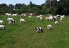 Iarba e mai verde în Austria: Cum își reinventează țara sectorul agricol