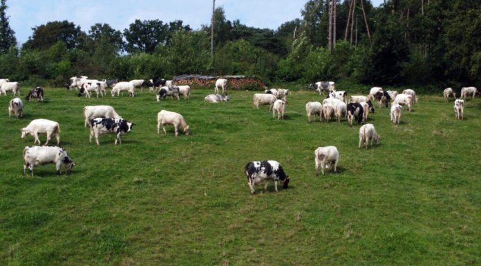 Iarba e mai verde în Austria: Cum își reinventează țara sectorul agricol